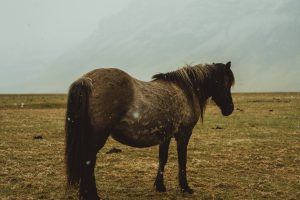 Equine Health Options Understanding and Managing Colic in Horses