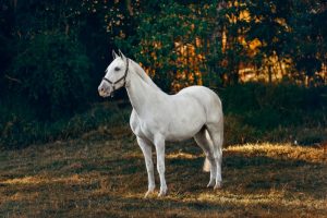 Equine Health Options Understanding and Managing Equine Lameness